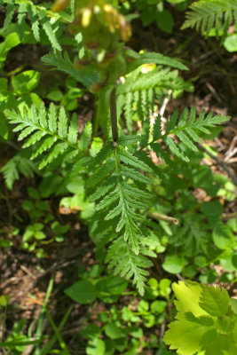 Pedicularis bracteosa