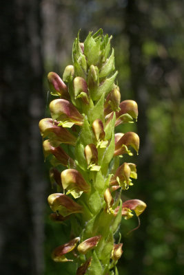 Pedicularis bracteosa