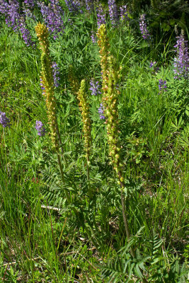 Pedicularis bracteosa