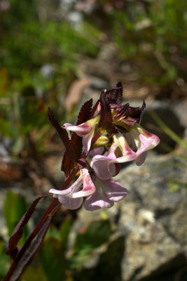 Pedicularis racemosa