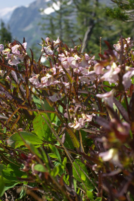 Pedicularis racemosa
