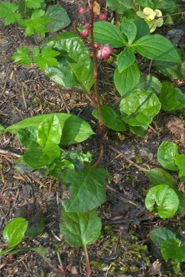 Pyrola asarifolia ssp. bracteata