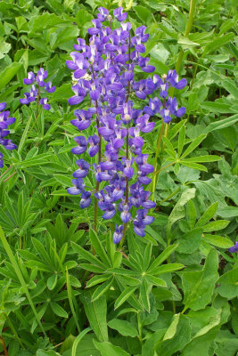 Lupinus arcticus ssp. subalpinus