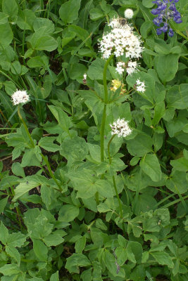 Valeriana sitchensis