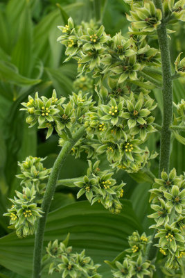 Veratrum viride