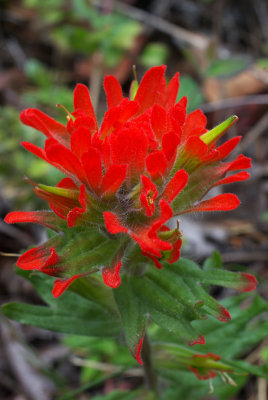 Castilleja miniata var. dixonii