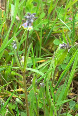 Myosotis discolor