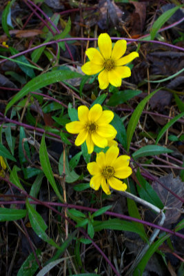 Bidens laevis