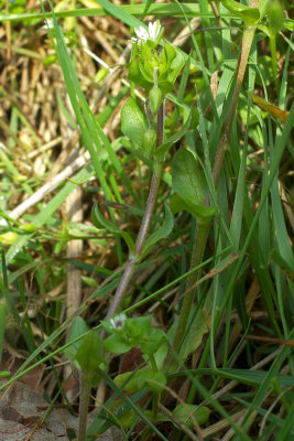 Stellaria media