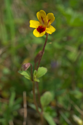 Erythranthe alsinoides