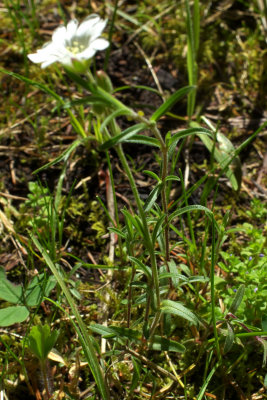 Cerastium arvense ssp. strictum