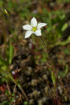 Minuartia tenella