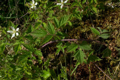Rubus ursinus