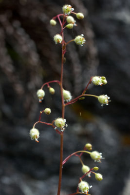 Heuchera glabra