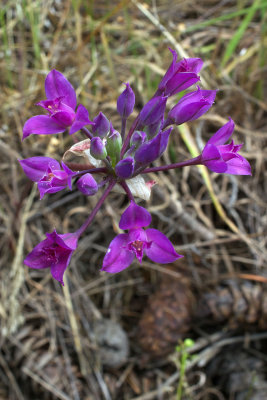 Allium acuminatum