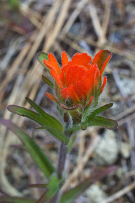 Castilleja hispida var. acuta