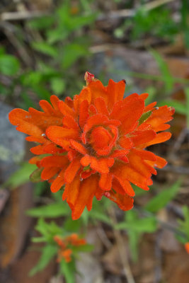 Castilleja hispida var. acuta