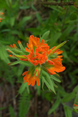 Castilleja hispida var. acuta