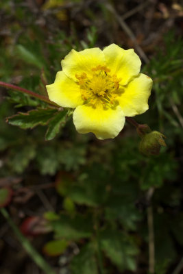 Potentilla flabellifolia