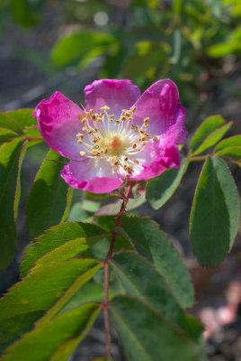 Rosa woodsii var. ultramontana