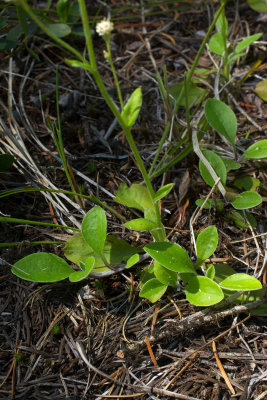 Antennaria racemosa