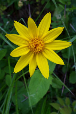 Arnica cordifolia