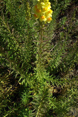 Linaria vulgaris