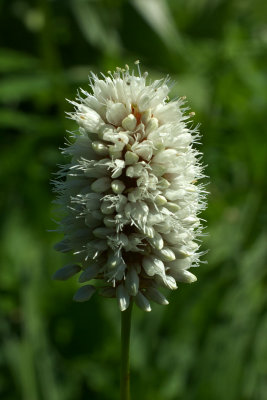 Bistorta bistortoides