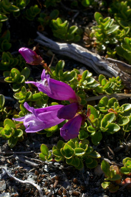 Penstemon davidsonii var. menziesii
