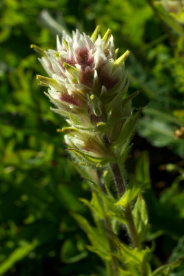 Castilleja parviflora var. albida