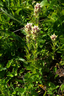 Castilleja parviflora var. albida