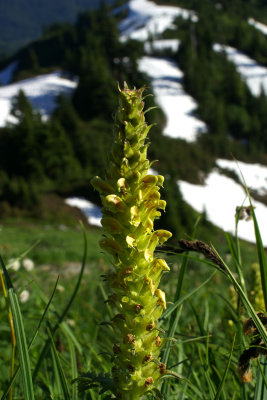 Pedicularis bracteosa