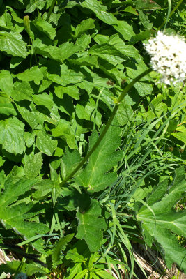 Valeriana sitchensis