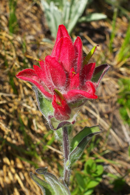 Castilleja rhexiifolia