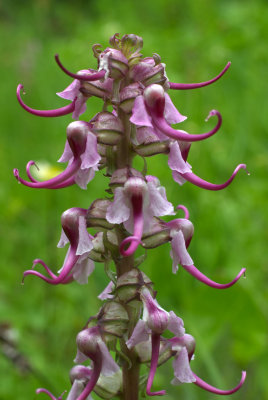 Pedicularis groenlandica
