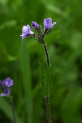 Veronica wormskjoldii