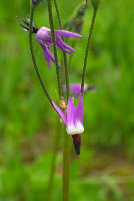 Primula jeffreyi