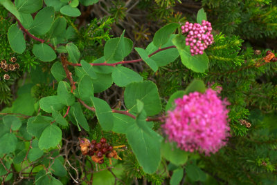 Spiraea splendens var. splendens