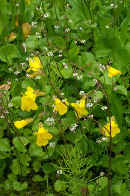 Micranthes odontoloma