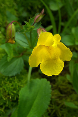 Mimulus tilingii var. tilingii