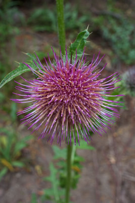 Cirsium edule var. macounii