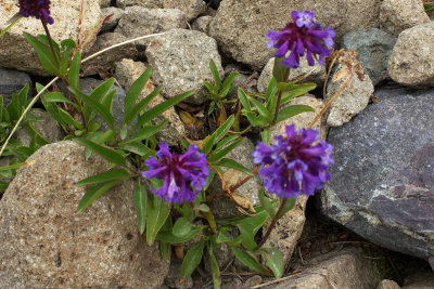 Penstemon procerus var. tolmiei