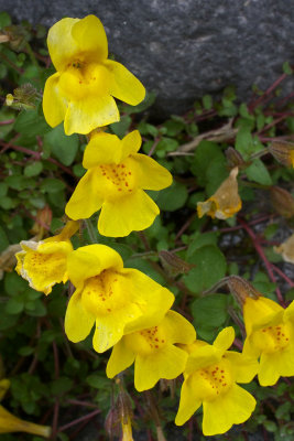 Mimulus tilingii var. caespitosus