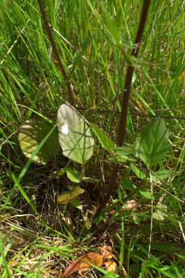 Brassica nigra