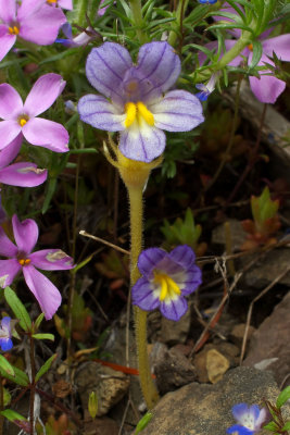 Orobanche uniflora