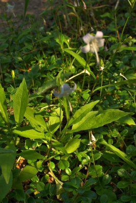 Campanula scouleri