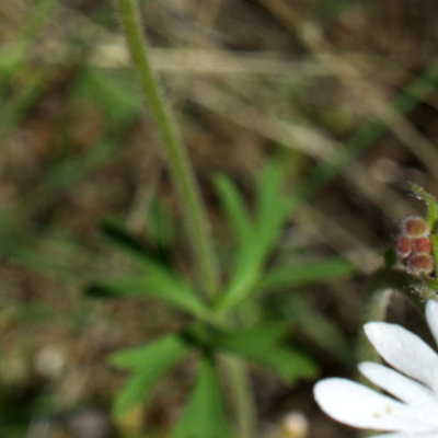 Lithophragma tenellum