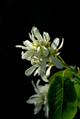 Amelanchier alnifolia var. humptulipensis