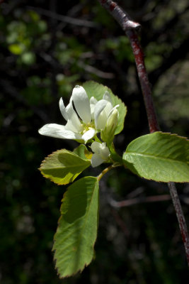 Amelanchier alnifolia var. alnifolia