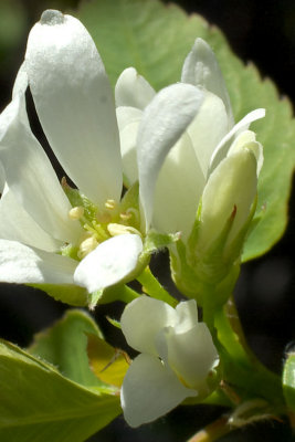 Amelanchier alnifolia var. alnifolia